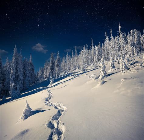 Beautiful Night Winter Landscape In The Mountain Forest