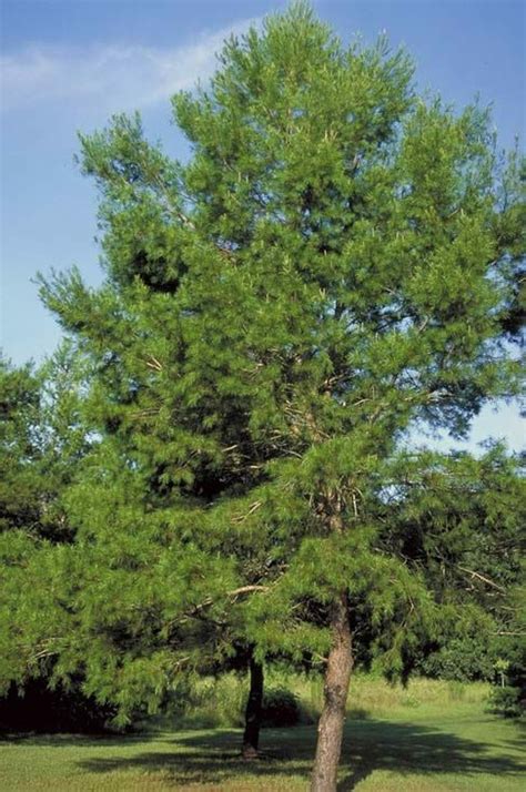 Pinus Glabra Spruce Pine Tree Spruce