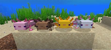 What Is The Rarest Axolotl In Minecraft Rankiing Wiki Facts Films