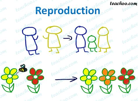 In meiosis the cell actually divides into new cells called gametes (or spores when appropriate) and happens only during sexual reproduction. What is Reproduction? - Importance of Reproduction - Teachoo
