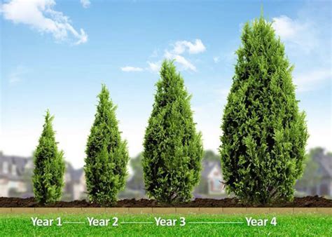 Cascade Landscape Specializing In Arborvitae Tree Sales And