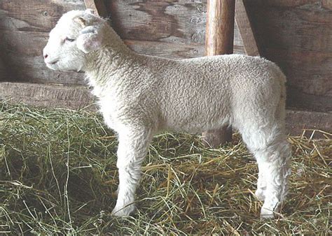 So is any human child, from babyhood through the teenage years! Baby Rams are Lambs Too! | Baby Animal Zoo