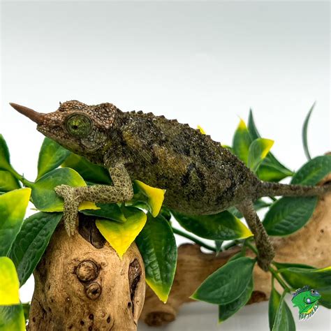 Rainbow Jacksons Chameleon Juvenile To Adult Female Strictly Reptiles