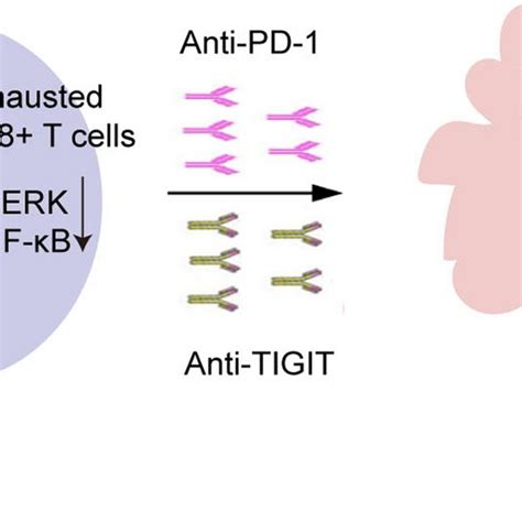 TIGIT CD155 signalling suppresses the activation of the NF κB and ERK