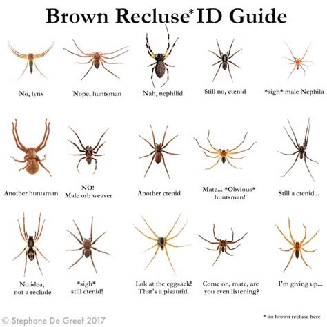 Illinois Spider Identification Chart