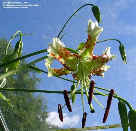 Plantfiles Pictures Species Lilium Showy Lily Lilium Speciosum Var