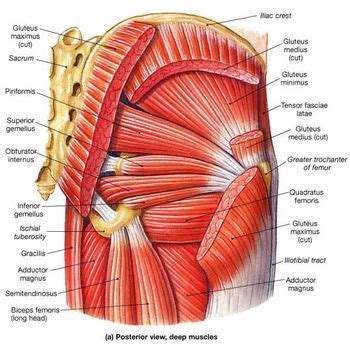 ð Unlock the Power in Your Hips | Muscle anatomy, Hip workout, Hip muscles