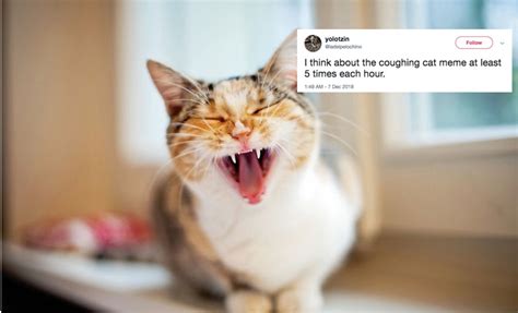 Narrowing down the cause of coughing your veterinarian may consider several clues when determining why your cat is coughing These Tweets About The Coughing Cat Meme Show That It Is ...