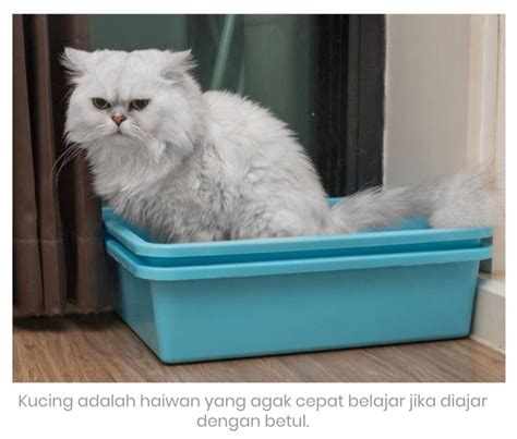 Anak kucing mulai mengikuti kebiasaan mandi kucing induknya (self grooming). Petua Hilangkan Bau Tahi Kucing Dan Elak Kucing Berak ...
