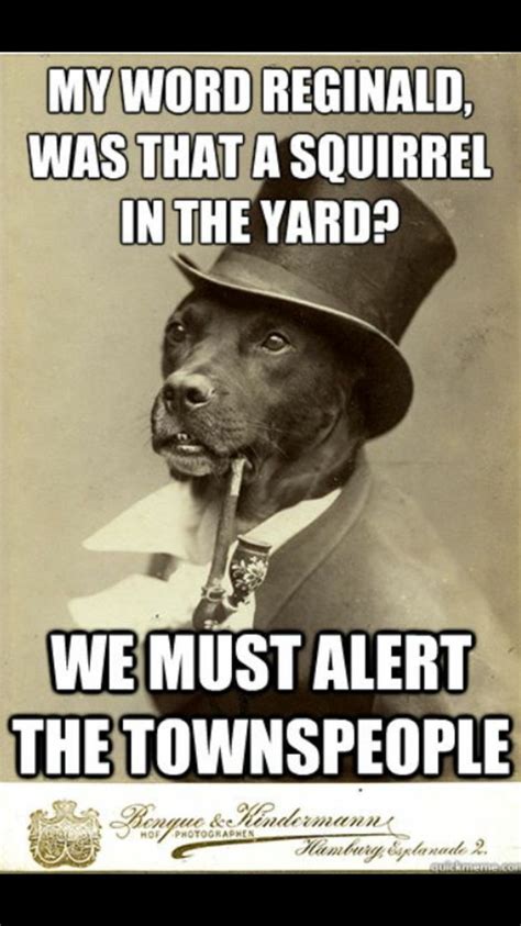 Love This Dog Haha Old Money Dog Funny Pictures Bones Funny