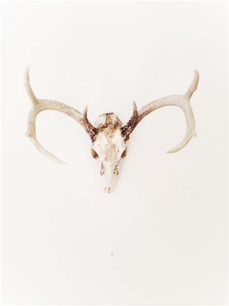 Free Images Horn Ear Material Antler Jewellery 2448x3264