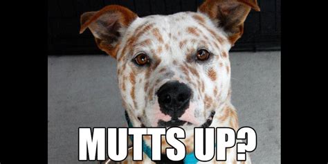 These 26 Mixed Up Mutts Prove Pedigree Cant Trump The Pure Charm Of An