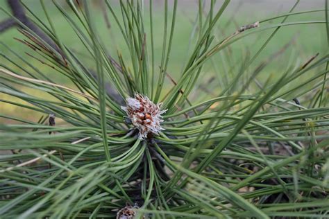 Free Picture Plant Nature Pine Tree Flora Leaf Upclose Grass