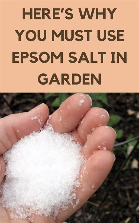 Heres Why You Must Use Epsom Salt In Garden Gardening Sun In 2021