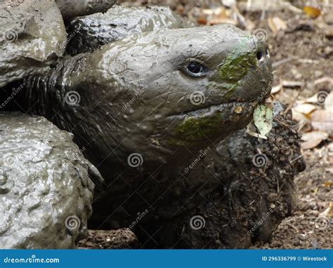 Closeup Of A Green Sea Turtle Covered In Mud Stock Image Image Of