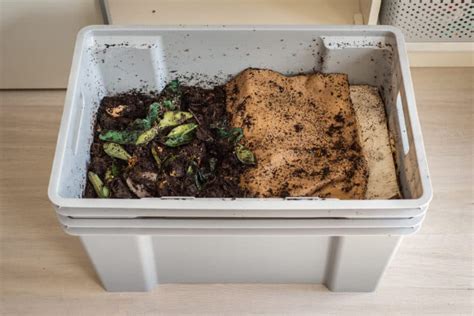 Worm Composting Everything You Need To Get Started Yuzu Magazine