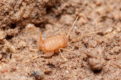 Ant Loving Cricket Myrmecophilidae Myrmecophilus Pergand Flickr