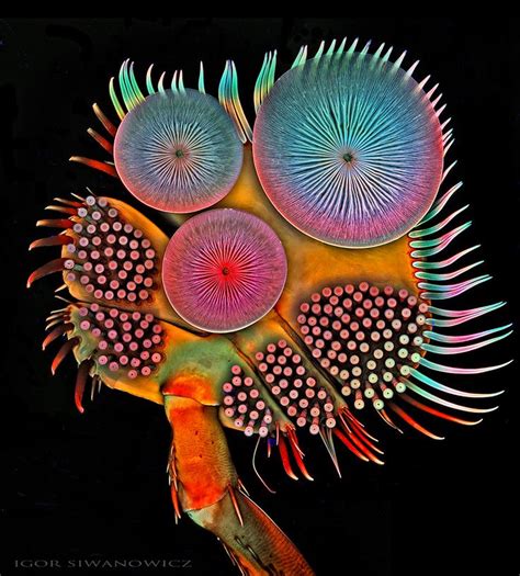 The Extraordinary Details Of Tiny Creatures Captured With A Laser