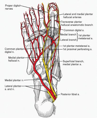 Great Toe Anatomy