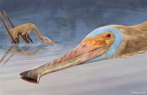 Scientists Identified An Unusual New Species Of Pterosaur