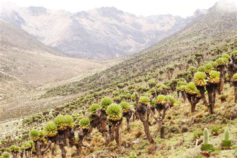 Mount Kenya Np Afroalpine Vegetation