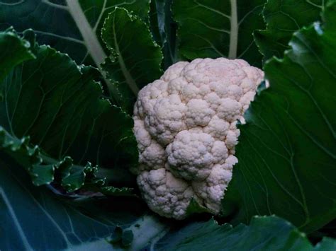 How To Grow Cauliflower In Containers