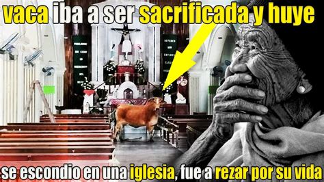 Vaca Que Iba A Ser Sacrificada Huye Y Se Esconde Dentro De Una Iglesia
