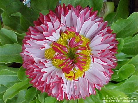 FLOWERS! - Flowers Wallpaper (247526) - Fanpop