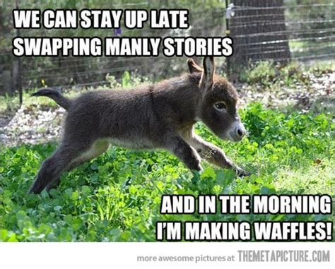 35 Most Funniest Donkey Meme Pictures And Photos