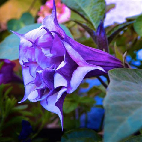 Datura Brugmansia Erygium Double Blue X10 Seeds Angels Etsy