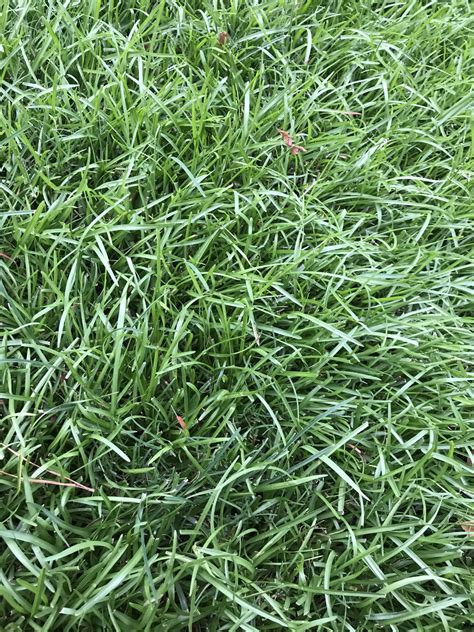 Help Identifying Grass Type Lawn Care Forum