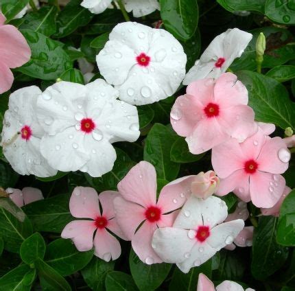 Jul 11, 2020 · successful flower gardening in the south means growing plants that can take the intense heat and humidity. 17 Best images about Florida flowers on Pinterest ...