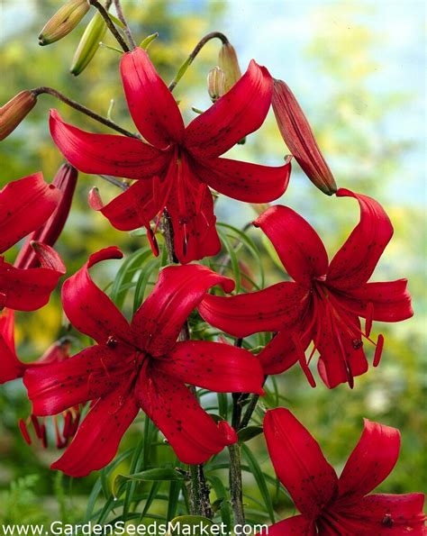 Red Velvet Tijgerlelie Grootverpakking Stuks Garden Seeds Market Gratis Verzending