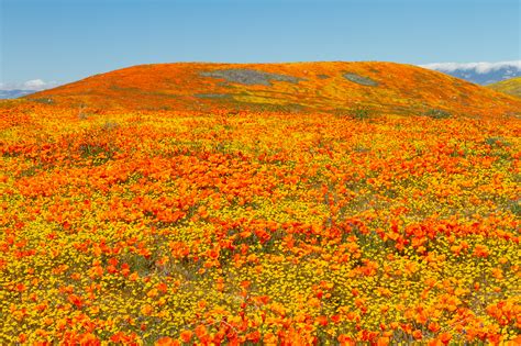 Poppy Reserve Antelope Valley 2020 Antelope Valley California Poppy Reserve Snr 2019 12 02