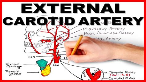 Carotid artery, one of several arteries that supply blood to the head and neck. External Carotid Artery - YouTube