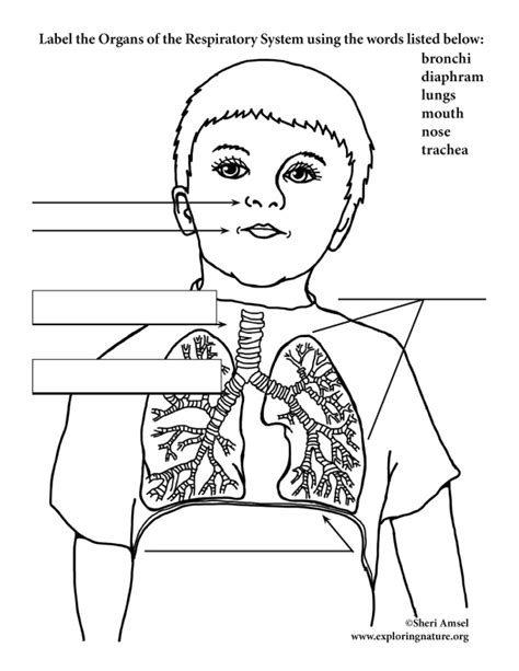 Respiratory System Labeling Elementary