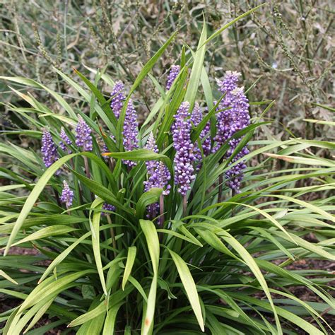 Buy Big Blue Lily Turf Liriope Muscari Delivery By Waitrose Garden In