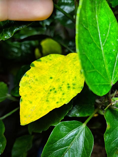 Indoor Hibiscus Leaves Turning Yellow Hibiscus Leaves Plant Leaves