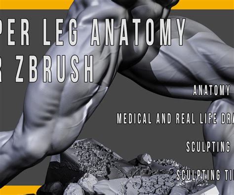 This bone is very thick and. ArtStation - Upper Leg Anatomy | Tutorials