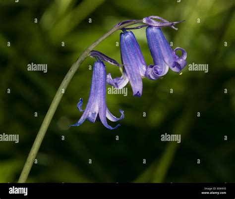 Native English Bluebell Hyacinthoides Non Scripta Stock Photo Alamy