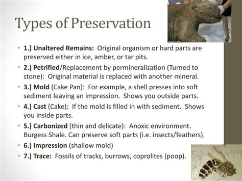 Ppt Fossils Powerpoint Presentation Free Download Id2807020