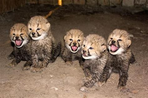 Metro Richmond Zoo Welcomes Birth Of Five Cheetah Cubs Cheetah Cubs
