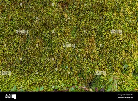 Moss Texture Hi Res Stock Photography And Images Alamy