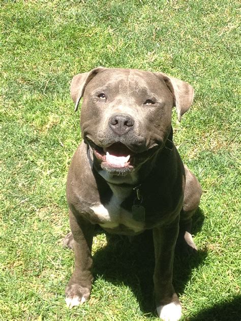 Pitbulls Can Be Sweet And Happy Too Pitbulls Animals Dogs