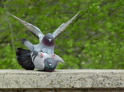 Pigeonpigeonsmatingmating Pigeonspigeons Mating Free Image From