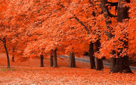 Autumn Colors Free Download For Windows 7 32bit Last Version Downhfile
