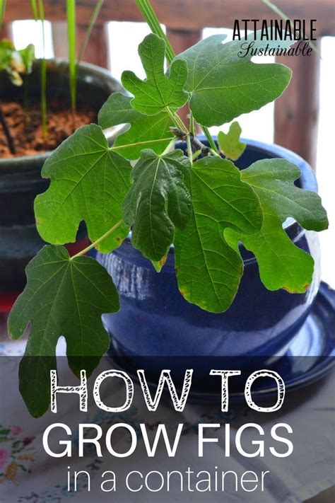 Growing Fig Trees In Containers For A Small Space Fruit