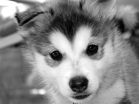 40 Siberian Husky Puppies Pictures To Give You Watery Eyes Tail And