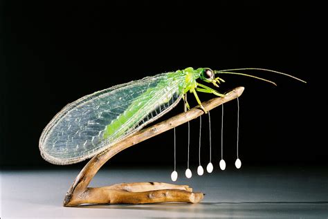 Common Green Lacewing Insect Models Julia Stoess