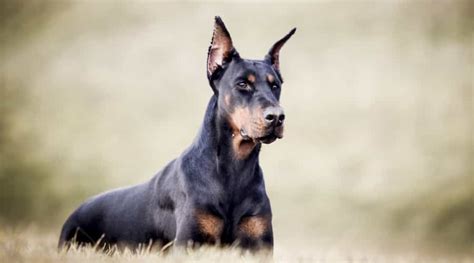 Scariest Dog Breeds 20 Different Breeds Scare Off Any Intruder